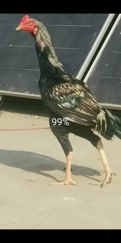 jisko smj aey rabta kry