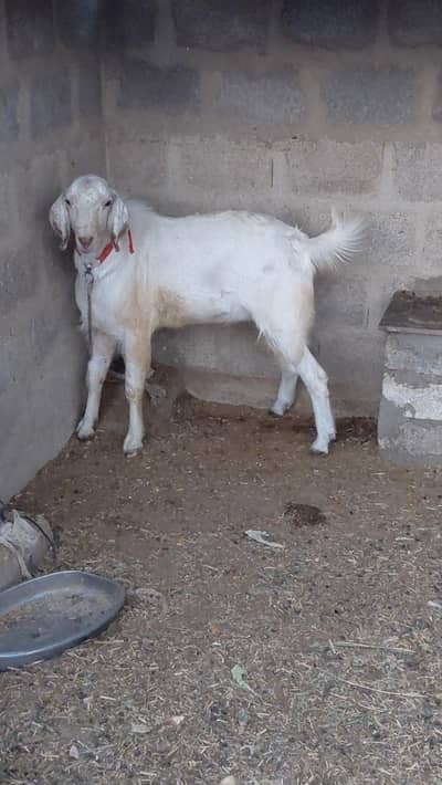 2 Dant Munda tapra breeder