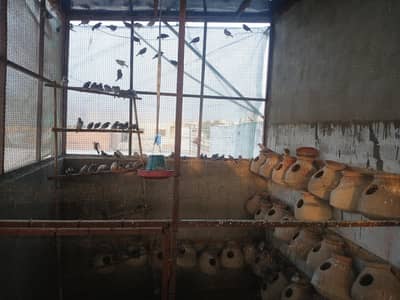 java and budgies cages lovebird