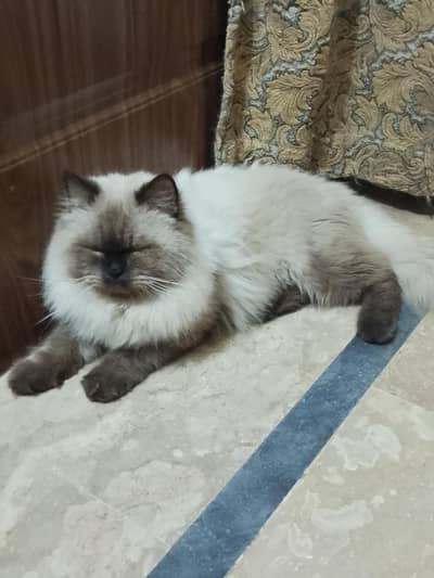 cat Persian