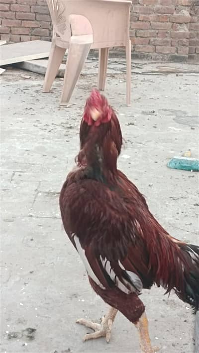 Aseel 1Male 2 female Pack of 3, High Quality