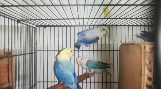 Voilet & Aqua Euwing Opaline Breeder Females For Sale 03165389186