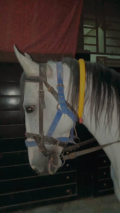 Beautiful horse for sale