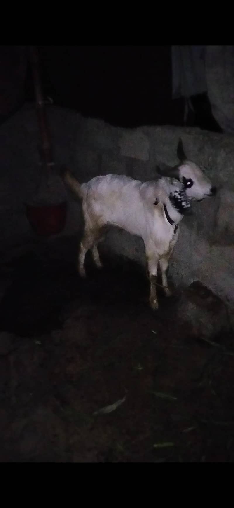 2 dant Bakra 3