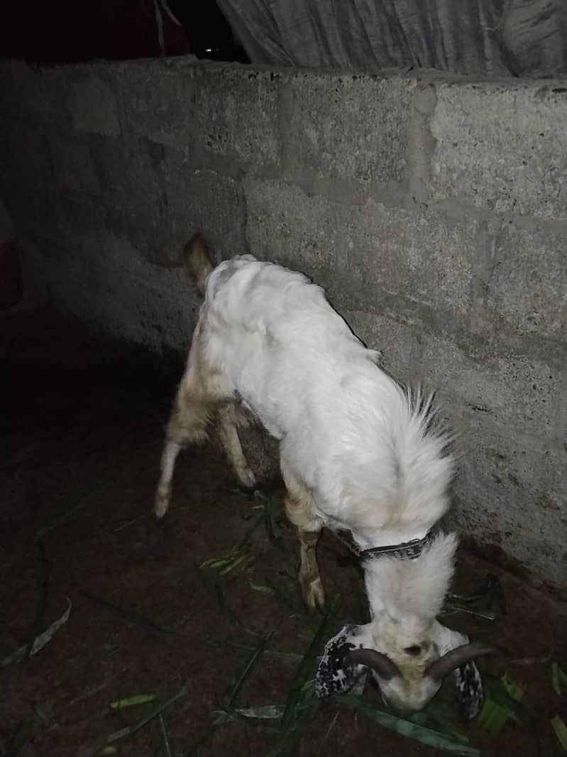 2 dant Bakra 8