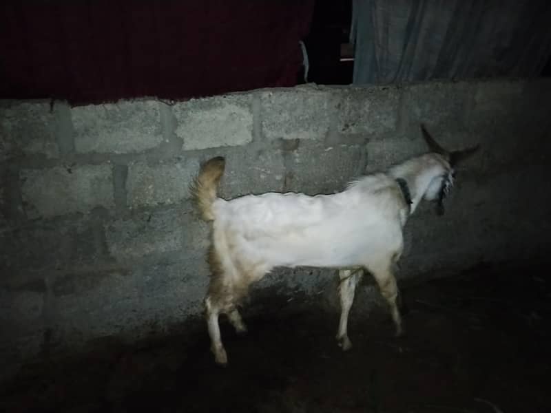 2 dant Bakra 12