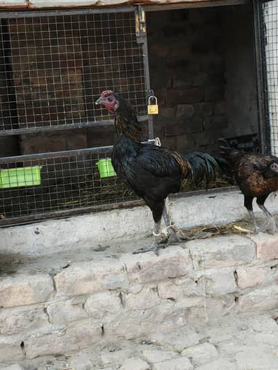 DRAGON ASEEL MURGHA FOR SALE