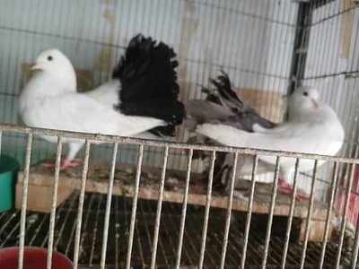 Fancy Peigon for Sale