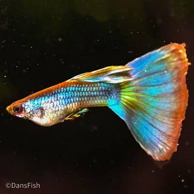 guppy fish