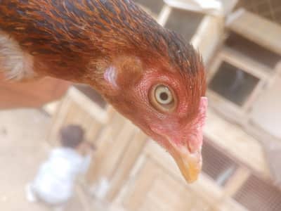 Aseel Murghi pure  sindhi