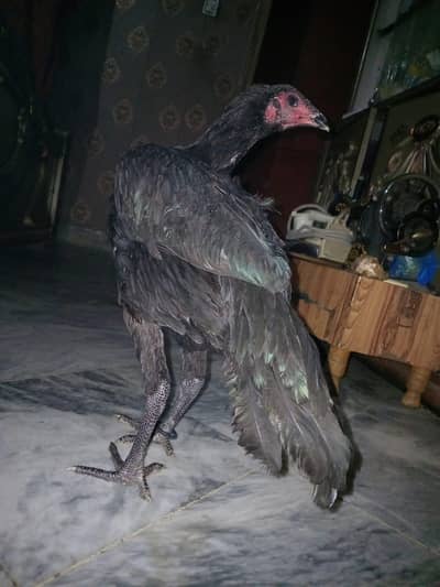 Thai super neck locker Aseel female pathi Desi murgi for sale