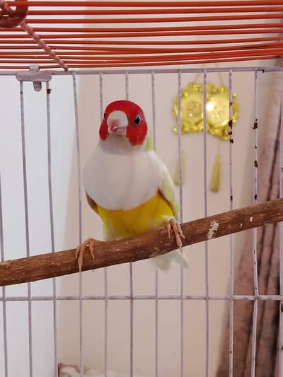 lady Golden yellow back mail greenback female first breed joda bonded