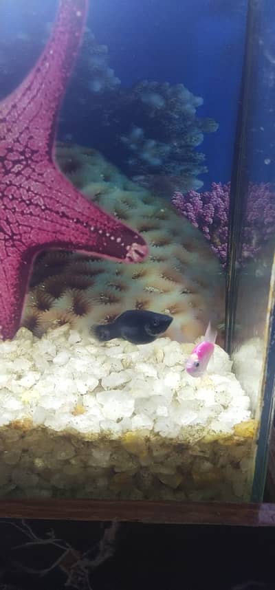 Aquarium With Fishes - Complete Assesories