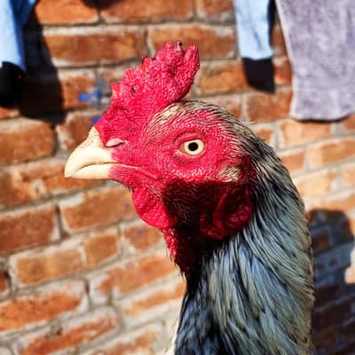 shikra patha  price little nigotiabhe