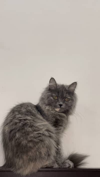 3 months old grey Persian kitten