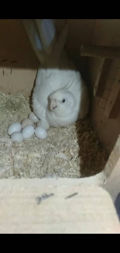 Eno Cockatiel Breader Pair