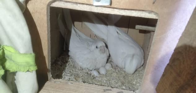 Eno Cockatiel Breader Pair