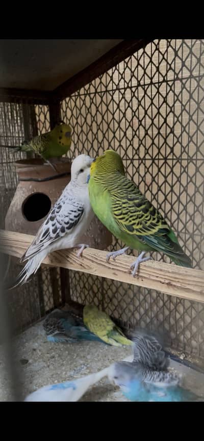 Budgies parrot and cages