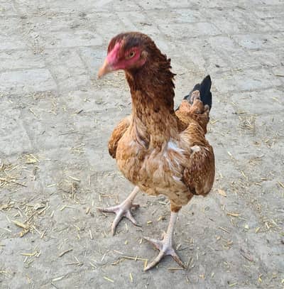 Aseel Murgi (3) Mianwali breed