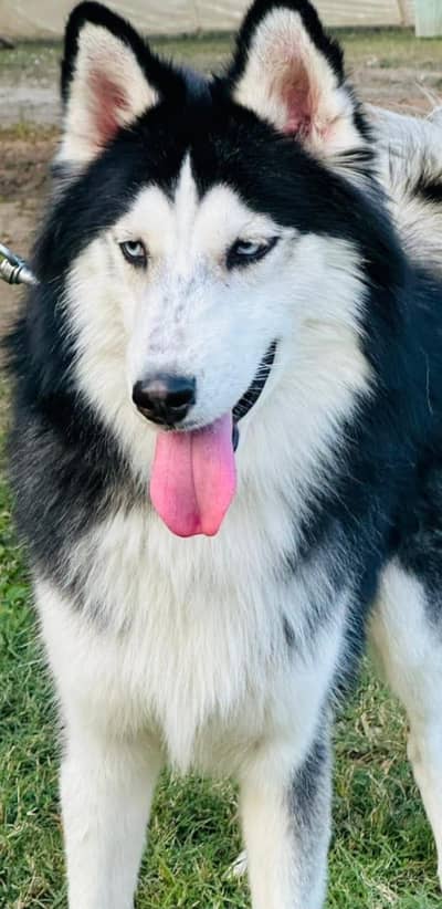 Siberian Husky stud available