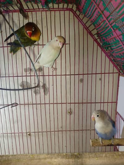 breeder love bird pair