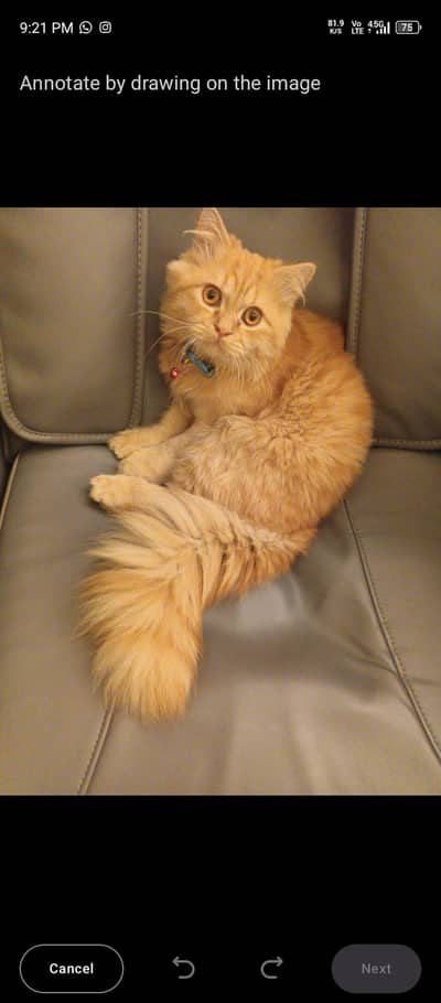 A super energetic cat who grooms himself