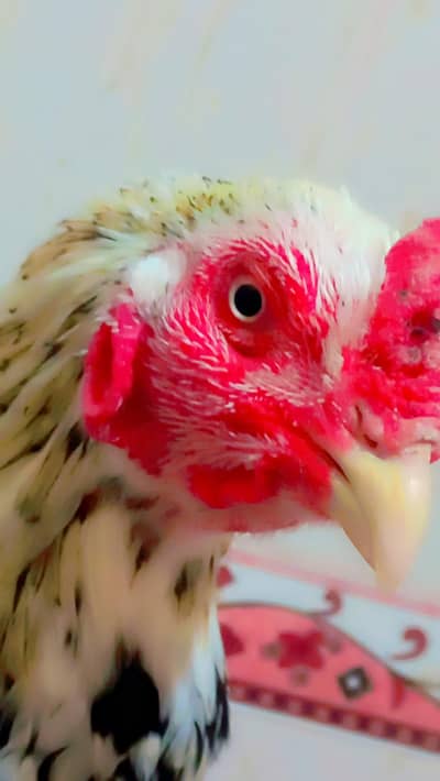 Aseel ,cheena aseel, China aseel