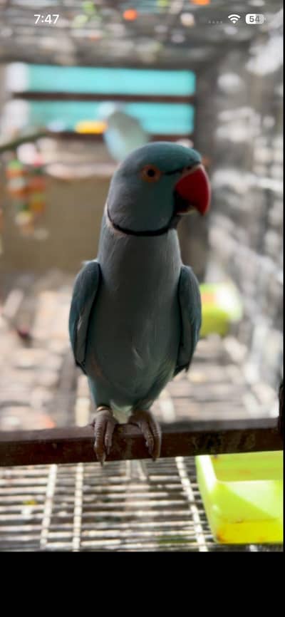 Blue Ringneck Breeder Pair