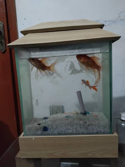 Fish Aquarium 1x1 ft