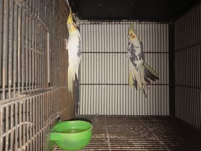 coctail pair green chik Conour breeder pair
