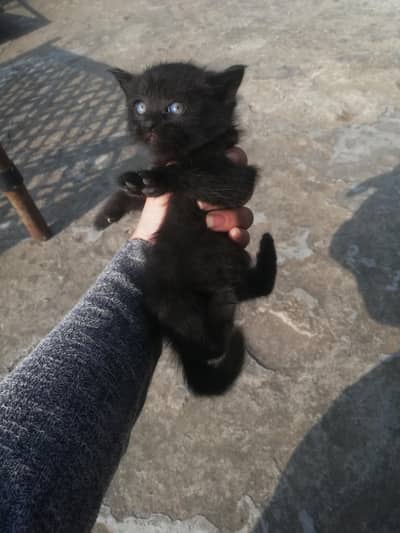 Black female Siberian and male cat triple code fluffy baby