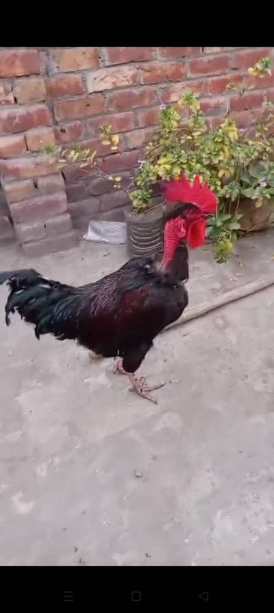 healthy and active ghar Pala hoa  he