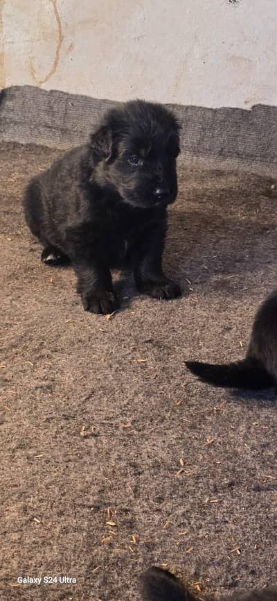German Shepherd puppie available heavy bonds friendly active