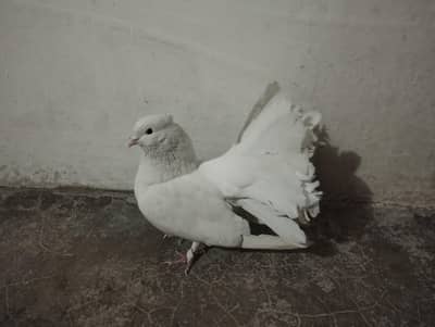 English Fantail Male