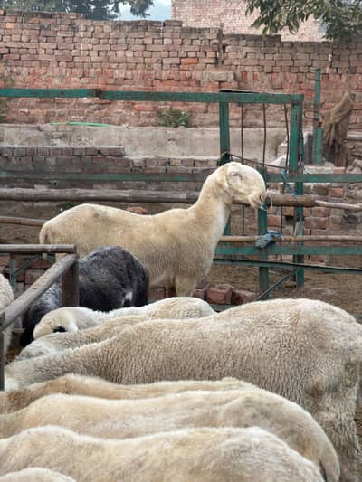 Mundara sheeps