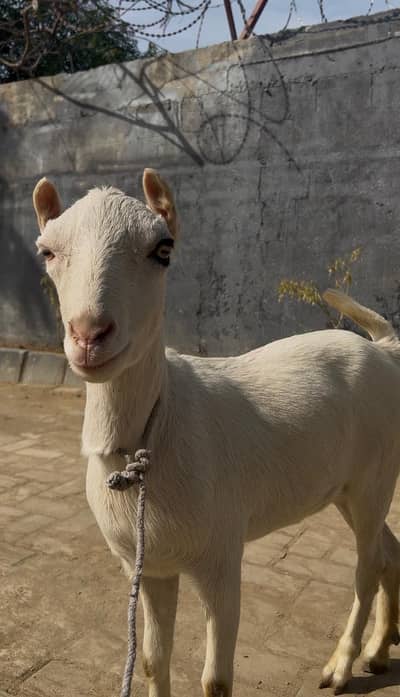 Beautiful Teddy female gulabi 4 dant zero size  yellow eyes