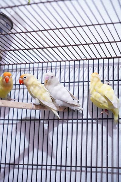 albino red eye creamino . parblue pasteleno