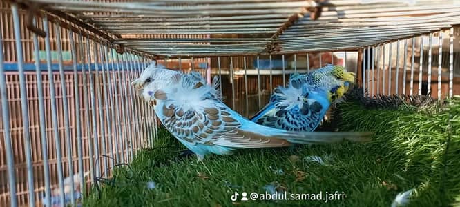top Quality under size hogo & black wing blue grey colors breeder pair