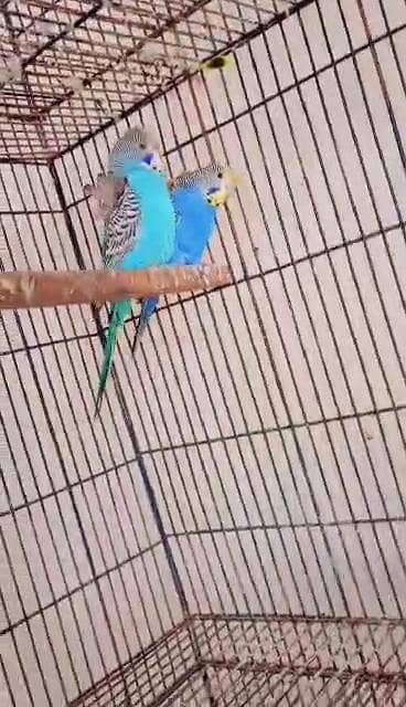 Hagoromo Double flower and Rainbow Budgies breeder pairs