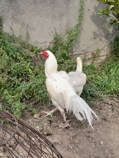 Aseel Heera Egg laying Pair