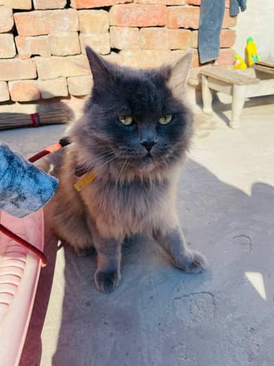 buht pyara and full friendly saf sutra