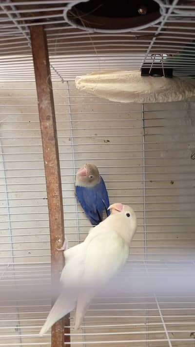 albino with violet opline