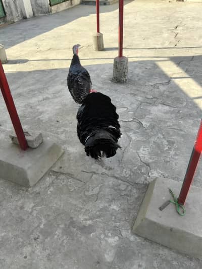 Beautiful Turkey Birds Lahore Available Pair 17000 PKR