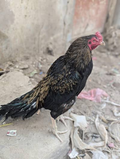 Aseel Mianwali Murga black Java