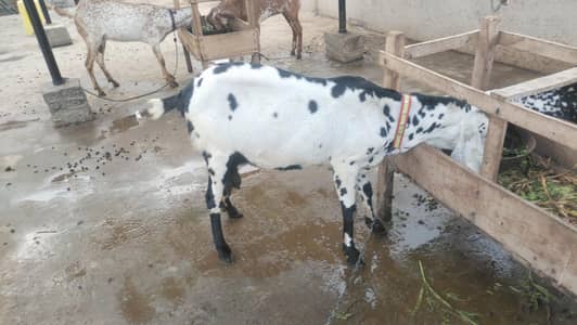 Goat black and white color