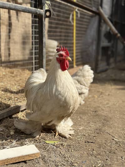 White Bentom Zero size top quality