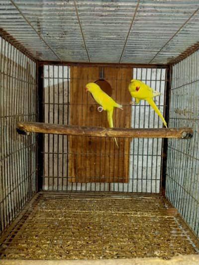 yellow and white breeder pair available