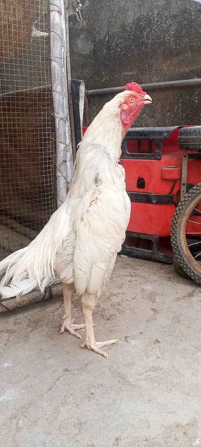 Aseel Heera Paper white  Murgha