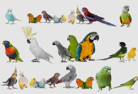 all type of bird avalible on demand whatsapp 03244850868