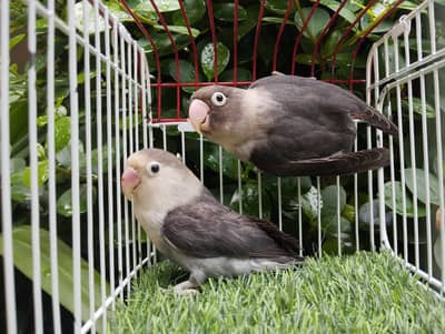 Cheap Lovebirds For Sale